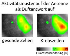 Images of activity patterns on an antenna in response to healthy cells and cancer cells