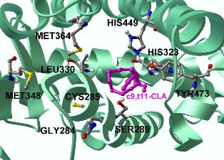 A CLA molecule