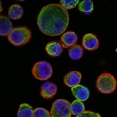 Circulating tumour cells