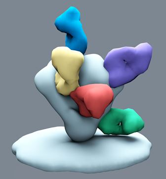 An electron microscopic reconstruction of the HIV-1 envelope glycoprotein trime