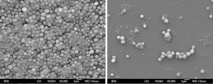 MRSA biofilm before and after applying hydrogel