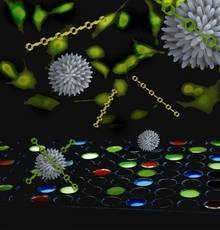 Nanoparticles and polymers were used to create a sensor that can %0Adistinguish between healthy, cancerous and metastatic cells