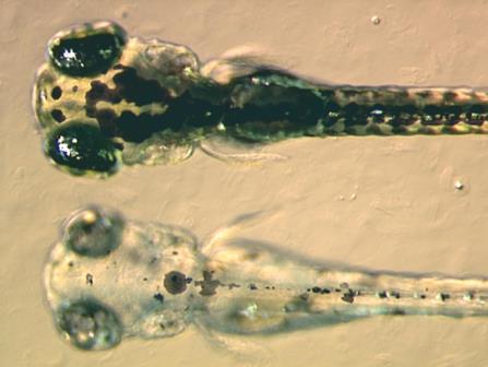 Example of Zebrafish embryo and an embryo with induced mutation 