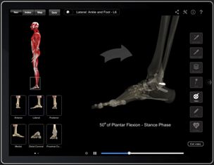 Anatomical image of the ankle and foot