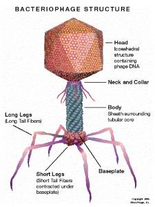 bacteriophage-microphage-l.jpg