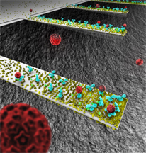 Drawing of nanocantilevers with molecules adhering to surface