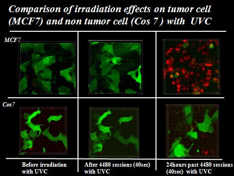 Comparison of irradiation effects on tumour cell and non-tumour cell with UVC