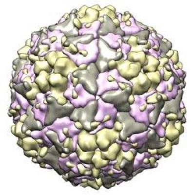 The structure of EV71