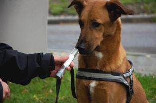 Training sniffer dog to detect lung cancer