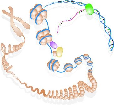 Diagram of DNA