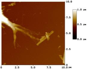 growth cone sending filopodia toward magnetic nanotubes