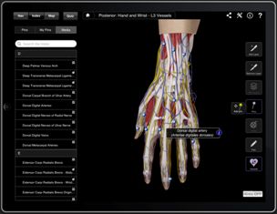 Anatomical image of the hand and wrist