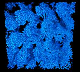 The winning image: Cell nuclei of the mouse colon (740x)