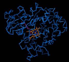 A model of the protein Jasanoff's team engineered into a dopamine sensor for MRI.