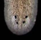 A planarian worm