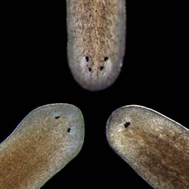 Planarian worms
