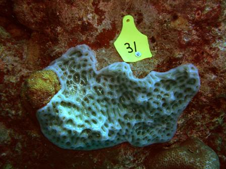 the seasquirt Lissoclinum patella