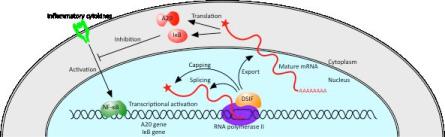 The role of DSIF in the control of inflammatory responses.