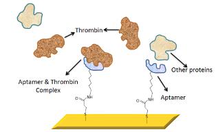 Expanded view of the aptamer-functionalised surface plasmon 
resonance gold chip surface. 